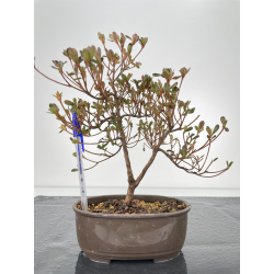 Azalea I-6275