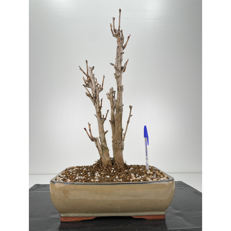 Ginkgo biloba bonsái I6280 Laos Garden