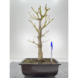 Acer palmatum yugure I-6281