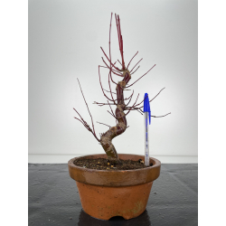Acer palmatum deshojo I-6284