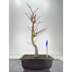 Acer palmatum beni kagami I-6286