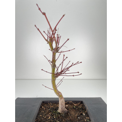 Acer palmatum beni kagami I-6286 vista 2