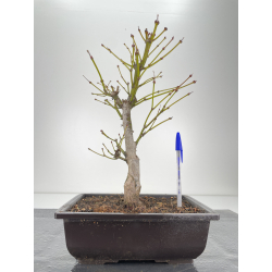 Acer palmatum yugure I-6287