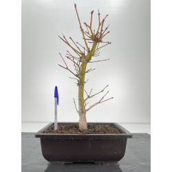 Acer palmatum oshu beni I-6289