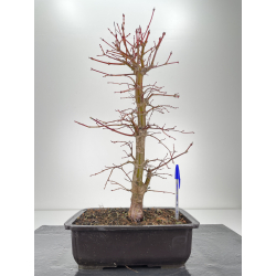 Acer palmatum seigen I-6290