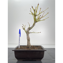 Acer palmatum yugure I-6291