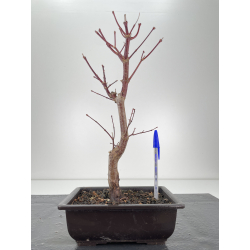 Acer palmatum shojo nomura I-6292