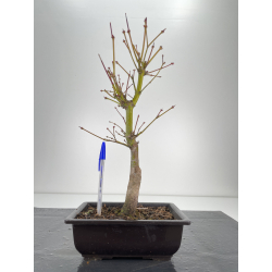 Acer palmatum oshu beni I-6293