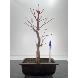 Acer palmatum shojo nomura I-6294