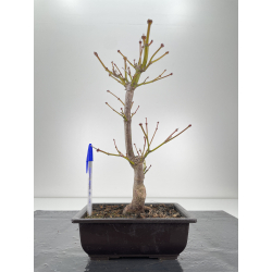 Acer palmatum yugure I-6295