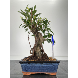 Ficus retusa I-6302