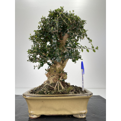 Olea europaea sylvestris I-6305
