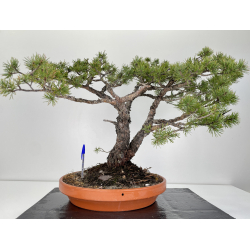 Pinus sylvestris -pino s. europeo-  I-6308