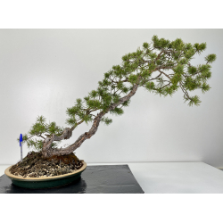 Pinus sylvestris -pino s. europeo-  I-6309