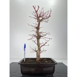 Acer palmatum seigen I-6310