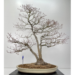 Acer palmatum yamamomiji I-6312