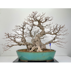 Carpinus turczaninovii -carpe coreano- I-6311