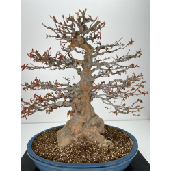 Acer buergerianum I-6316 vista 2