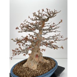 Acer buergerianum I-6316 vista 3