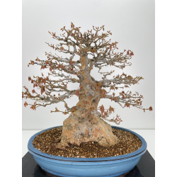 Acer buergerianum I-6316 vista 4