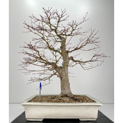 Acer palmatum yamamomiji I-6317