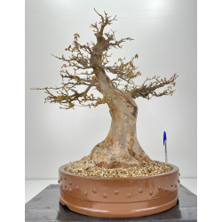 Acer buergerianum I-6319
