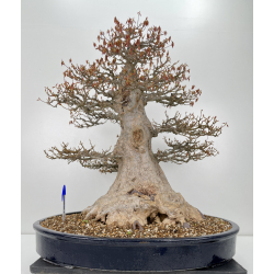 Acer buergerianum I-6320