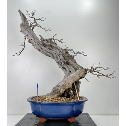 Punica granatum -granado- I-6323