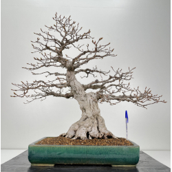 Carpinus turczaninovii -carpe coreano- I-6325