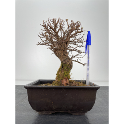 Zelkova nire I-6326