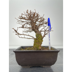 Zelkova nire I-6327