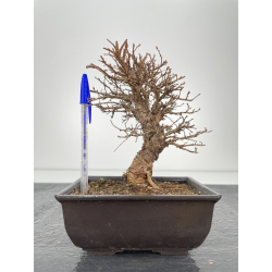 Zelkova nire I-6328