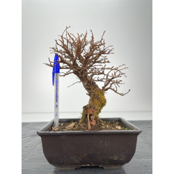 Zelkova nire I-6331