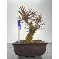 Zelkova nire I-6332