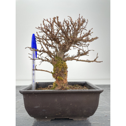 Zelkova nire I-6333