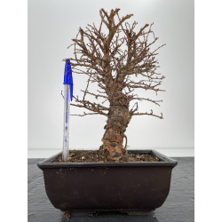 Zelkova nire I-6334
