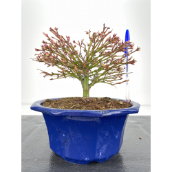 Acer palmatum kiyohime I-6335