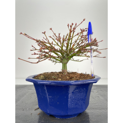 Acer palmatum kiyohime I-6339