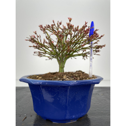 Acer palmatum kiyohime I-6340