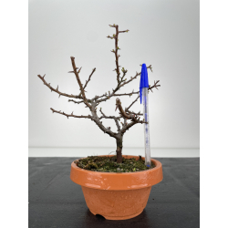 Chaenomeles chojubai I-6341