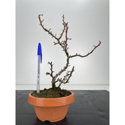 Chaenomeles chojubai I-6342