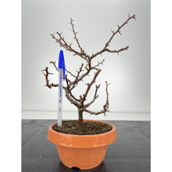 Chaenomeles chojubai I-6343