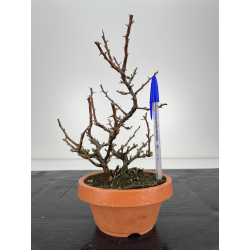 Chaenomeles chojubai I-6344