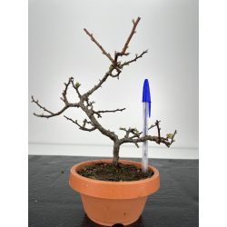 Chaenomeles chojubai I-6347