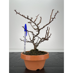 Chaenomeles chojubai I-6348