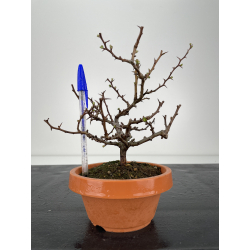 Chaenomeles chojubai I-6349