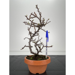 Chaenomeles chojubai I-6350