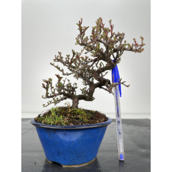 Cotoneaster I-6352
