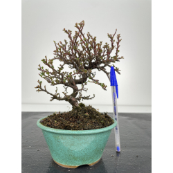 Cotoneaster I-6353