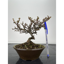 Cotoneaster I-6354